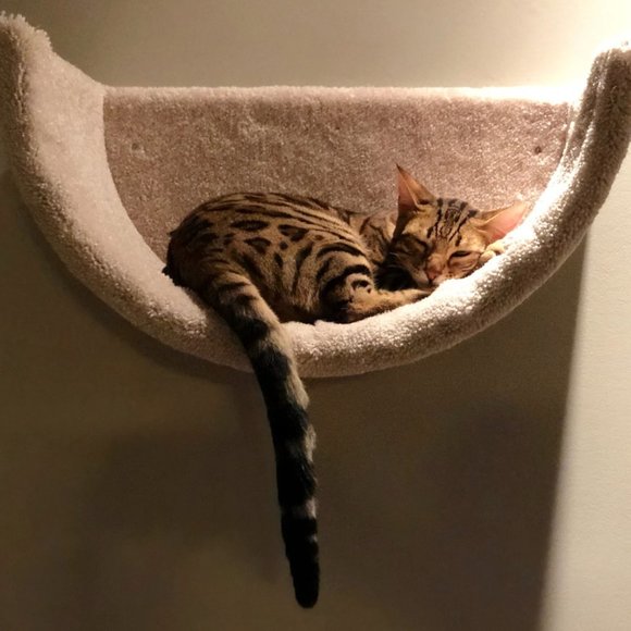 New Wall mounted cat bed - Picture 14 of 16